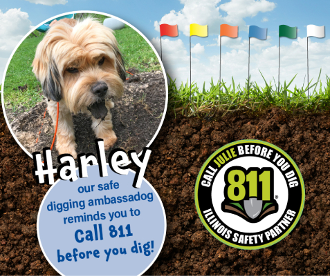 Harley, our 2024 Doggone it photo contest winner